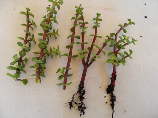 Lot of 7 Portulacaria afra Plants + 2 Rooted + 5 Cuttings + Spekboom Succulents - Varied Lengths - Ideal for Home Decor