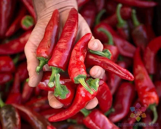 Chimayo Chile Hot Pepper Seeds - 25+ Pack for Garden Planting - USA Grown - Capsicum annuum