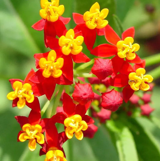 Tropical Bloodflower Milkweed Seeds - Asclepias for Monarch Butterfly Habitat - 100 Seeds
