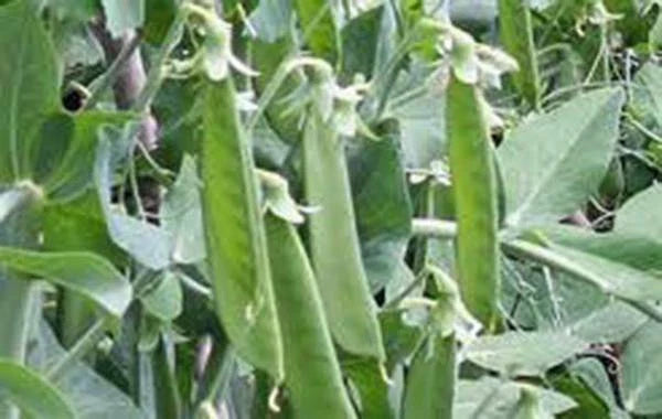 Lincoln Pea Seeds, Heirloom Non-GMO, 500+ Seeds, Perfect for Garden Planting, Pisum sativum