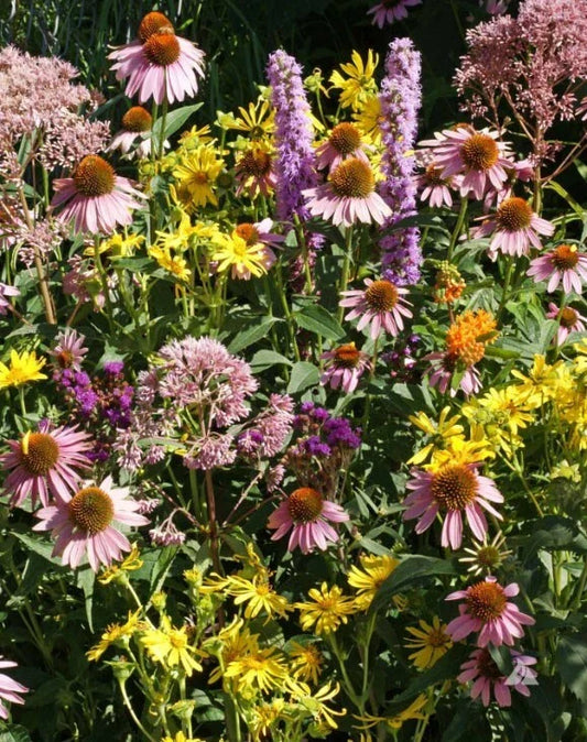 Native Flower Mix for Monarch Butterflies - Non-GMO Milkweed Seeds - 1000 Count - USA Grown Wildflower Seeds