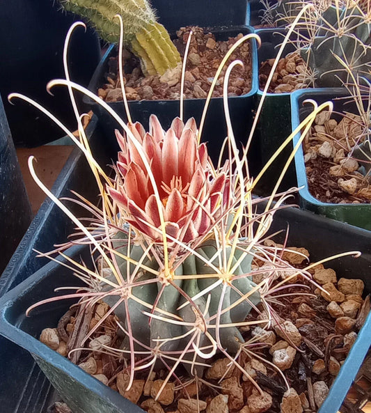 Sclerocactus uncinatus wrightii Mini Cactus with Long Hook Spines, Cold Hardy Single Plant