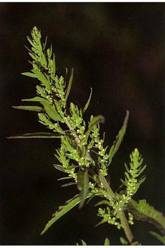 Epazote Seeds - Authentic Mastruz Chenopodium Ambrosioides Mexican Herb for Culinary Use