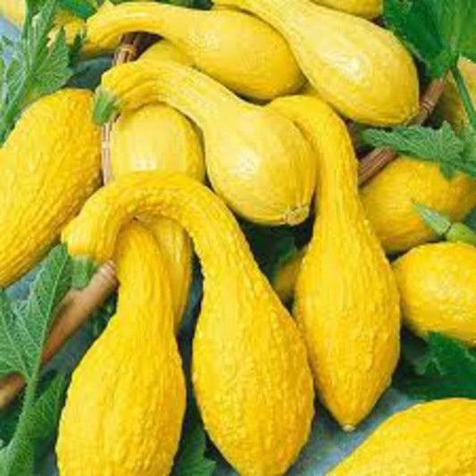 Yellow Crookneck Summer Squash Seeds - Non-GMO, Various Sizes Available, Cucurbita pepo