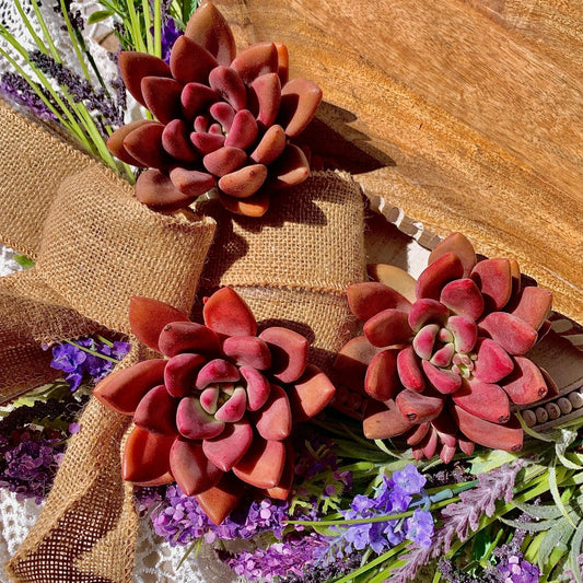 Succulent Plant Graptoveria Ruby Donna Bare Root Easy Care Live Home Decor - Perfect Indoor Greenery for Your Space