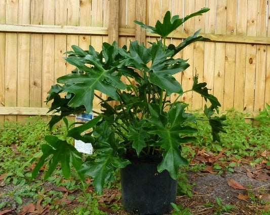 Split Leaf Philodendron Seeds - 10 Pack - Philodendron selloum - Tropical Houseplant Seeds, Free Shipping