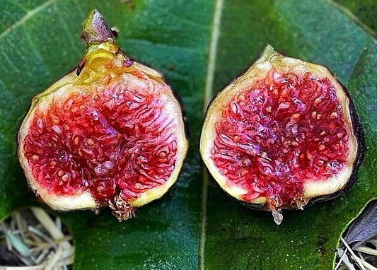 Dwarf Fig Tree Starter Plant - Fignomenal Variety - Ficus carica