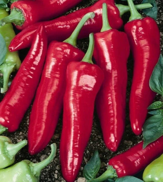 Big Jim Hot Pepper Seeds - 25+ Heirloom Capsicum Anuum Vegetable - USA Grown, Free Shipping