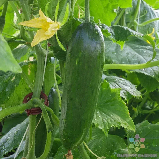 Taurus Cucumber Seeds - 25+ Pack - Heirloom Variety - Cucumis sativus - Ideal for Garden Planting - USA