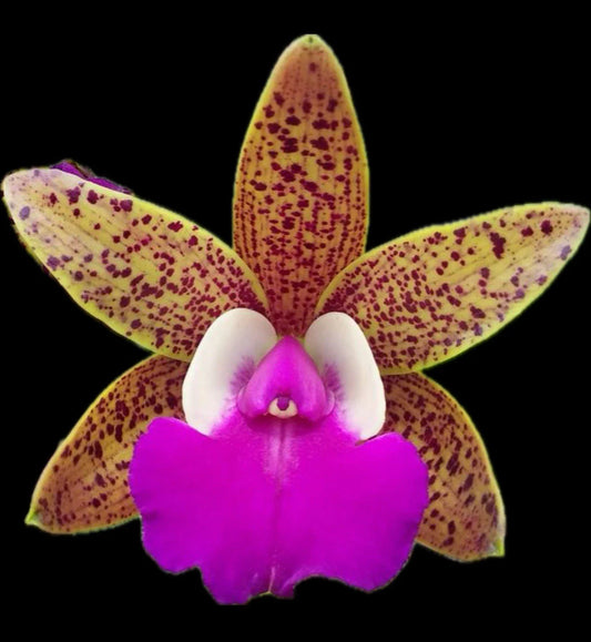 Ctt Ratsima Spot Orchid Plant 4” Blooming Size Fragrant Cattleya Orchid (Cattleya)