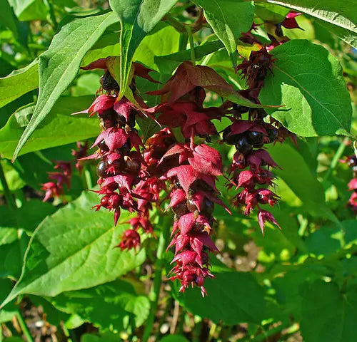 Himalayan Honeysuckle Bush Seeds, 201 Count, Hardy Perennial, Symphoricarpos albus, Maries Green Garden