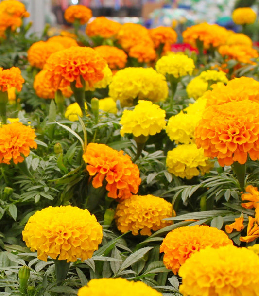 Crackerjack Marigold Seeds - 25+ Pack - Bright Orange and Yellow Blooms - Tagetes erecta - USA Grown