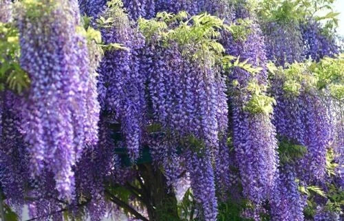 Wisteria Starter Plant, 6-8 Inches Tall, Well Rooted, Purple Blooms, Wisteria sinensis