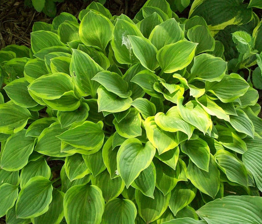 Hosta Plants Lot of 2 | Golden Tiara Variety | Gold Color Foliage | Hosta hybrid