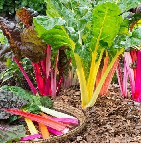 Swiss Chard Microgreens Rainbow Mix - Heirloom Non-GMO Seeds, 50 Count - Nutrient-Dense Superfood