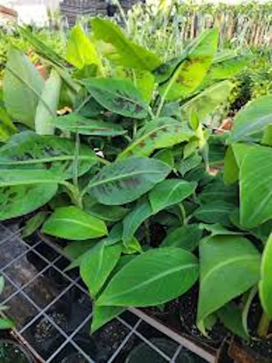 Double Mahoi Banana Plant - 5 Bare Root Dwarf Cavendish, Musa acuminata, Fast Growing, Heat & Cold Tolerant, Tiki Garden Favorite