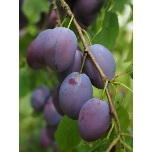 Dwarf Italian Plum Tree Bare Root - Prunus domestica - Sweet Purple Fruit, Ideal for Small Spaces, Free Shipping