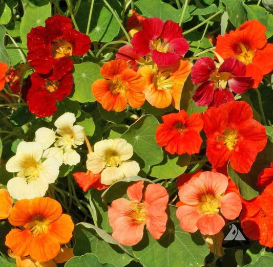 Nasturtium Seeds - TIP TOP Mix Dwarf Vine - Red Orange Tubular Edible - Non-GMO - 25 Seeds