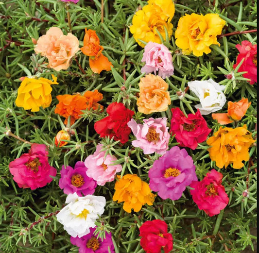 Moss Rose Seeds - Double Mix - Portulaca with Low-Growing Peony Blooms - 500 Seeds for Pollinators