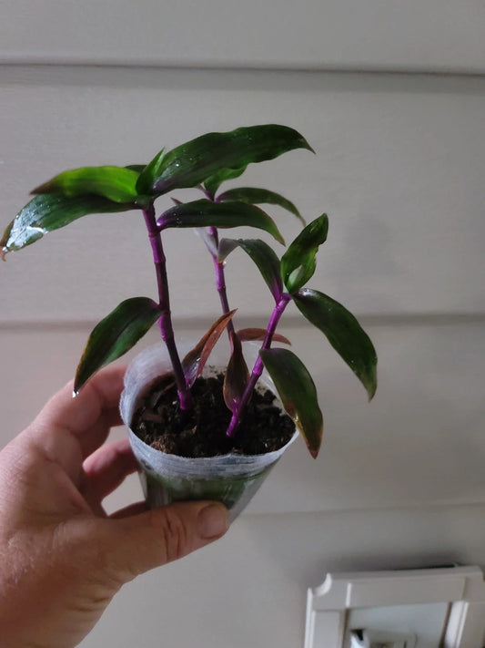 Tradescantia Wandering Purple Scimitars - Multiple Plants - Purple Foliage - Easy Care Houseplant
