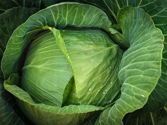 Cabbage Seeds 200+ Count Brunswick Heirloom Non-GMO Fresh Seeds for Gardening (Brassica oleracea)
