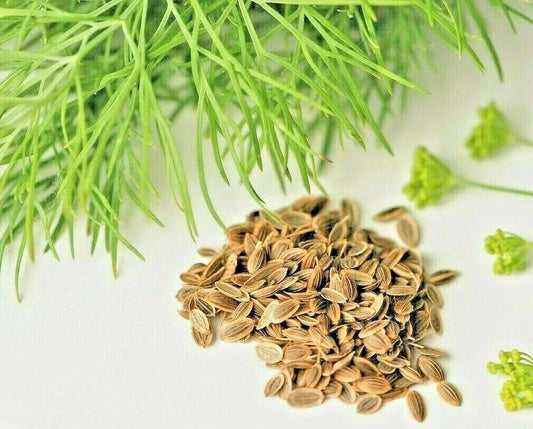 Dill Seeds 800+ Count Non-GMO Heirloom Herb Spice for Spring Planting (Anethum graveolens) USA