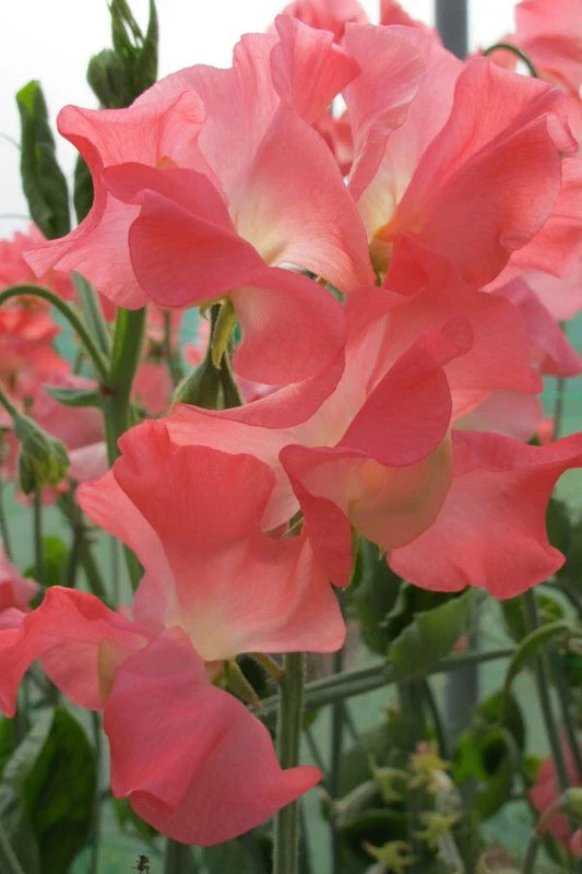 Marjorie Carrier Sweet Pea Seeds – 50+ Seeds for Garden Planting – Lathyrus odoratus – USA – FREE SHIPPING