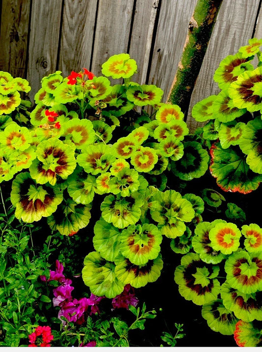 Variegated Geranium Cuttings - 3 Beautiful 6” Cuttings - Pelargonium spp.