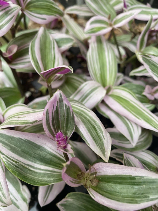 Tradescantia Nanouk Live Houseplant Cuttings - 2 Rooted Cuttings - Colorful Variegated Foliage - Easy Care Indoor Plant