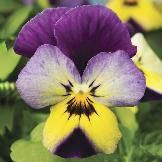 Viola Seeds 50 Pack Endurio Blue Yellow Purple Wing Viola x wittrockiana
