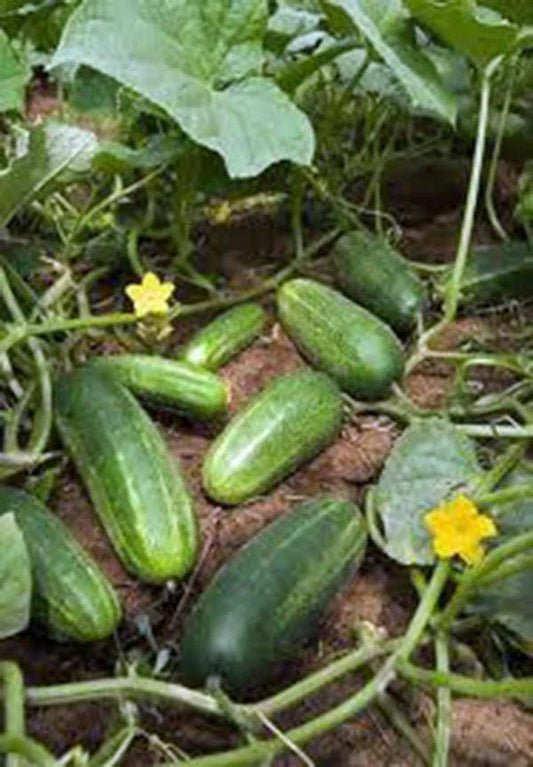 Cucumber Seeds 500 Count, Heirloom Non-GMO, Marketer Variety, Perfect for Home Garden, Cucumis sativus