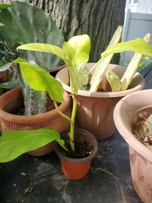 Live Large 10" Philodendron Thai Golden Goddess Plant - Rare Tropical Houseplant, Ideal for Home Décor, Indoor Gardening