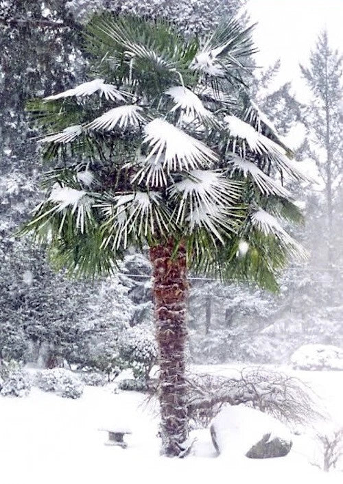 Windmill Fan Palm Seeds - 10 Pack, Trachycarpus fortunei, Cold Hardy Palm Tree Seeds for Gardening