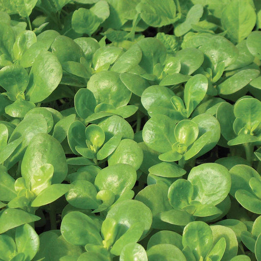 Golden Purslane Seeds - 500+ Fresh Herb Seeds - Portulaca oleracea - Edible Succulent Ground Cover