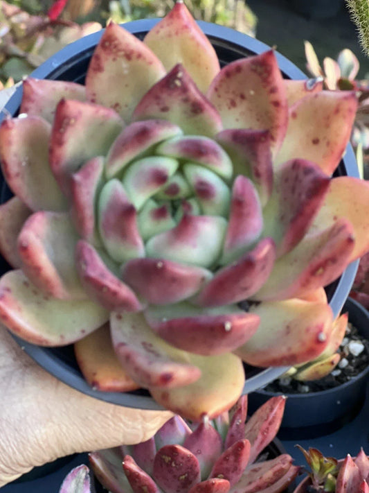 Echeveria Scarlet Plant in 4 Inch Pot - Succulent Variety, Red-Leafed Echeveria (Echeveria elegans)