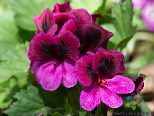 Martha Washington Regal Geranium Seeds - 25+ Seeds for Garden - Pelargonium domesticum - USA