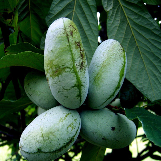 Paw Paw Fruit Tree Seeds - Stratified Indian Banana - Asimina Triloba - Hardy Plant for Home Garden