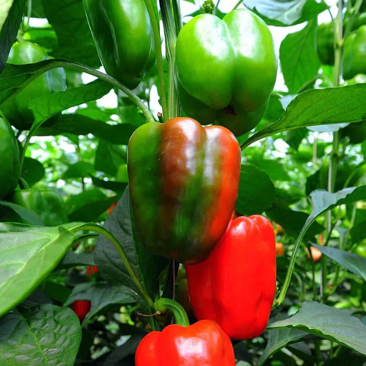 California Peppers Seeds - 10 Pack - Heirloom Vegetable Seeds - Capsicum annuum - Free USA Shipping