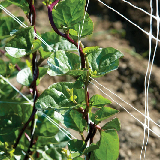 Red Stem Malabar Spinach Seeds - 75 Non-GMO Seeds - Basella alba "rubra" - Free Shipping USA