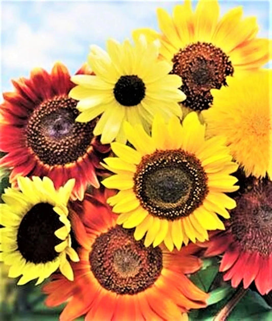 Sunflower Seeds Mix Variety Pack 50pcs - Fresh Selection of 8 Species - Helianthus spp.