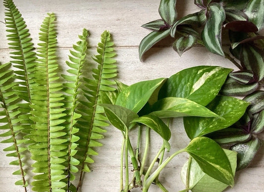 House Plant Variety Pack - 15 Rooted Cuttings - Assorted Indoor Plants - Healthy Plant Cuttings Collection