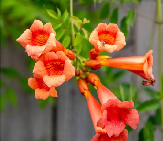 Live Bare Root Trumpet Vines - 5 Pack - Campsis radicans - Colorful Climbing Plants for Gardens and Landscapes