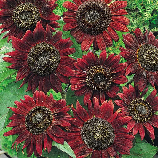 Sunflower Seeds 100 Count Velvet Queen Heirloom Non-GMO for Birds & Butterflies (Helianthus annuus)