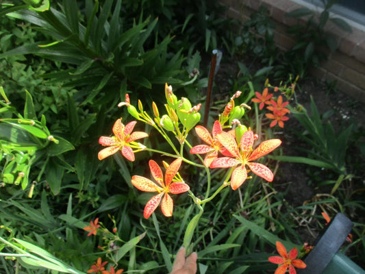 Iris Seeds - 60 Fresh Seeds - Blackberry Leopard Lily - Iris domestica (Belamcanda chinensis)