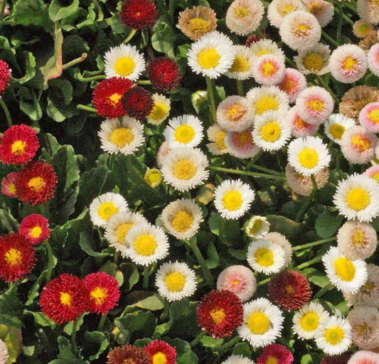 Daisy Seeds - English Mixed Color Groundcover for Borders & Rock Gardens - 1000 Seeds, Leucanthemum vulgare