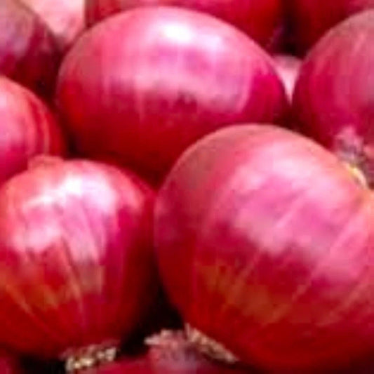 Red Creole Onion Seeds | NON-GMO Heirloom | Fresh Garden Seeds | Allium cepa