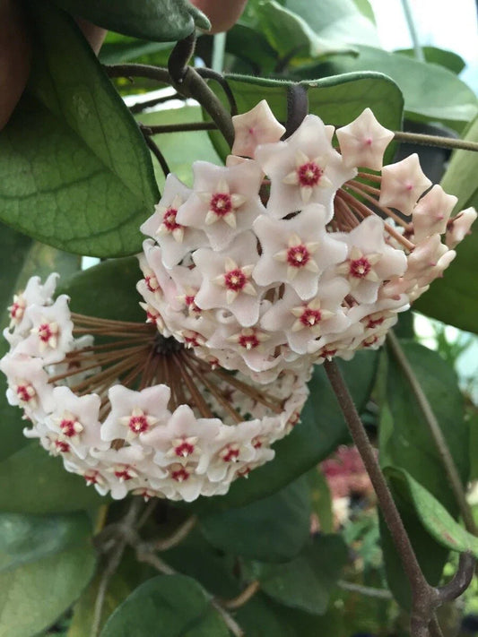 Hoya Plant 2.5" Pot Rare Hoya fungii Beautiful Rooted Houseplant Indoor Gardening