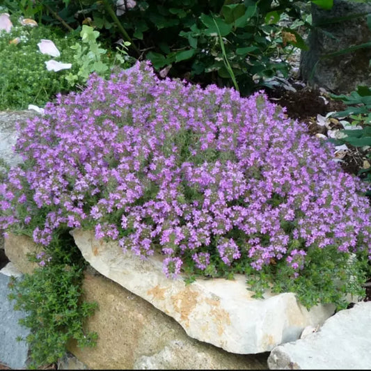 Creeping Thyme Seeds - 2000 Non-GMO Purple Flower Groundcover - Thymus serpyllum Lavender Perennial