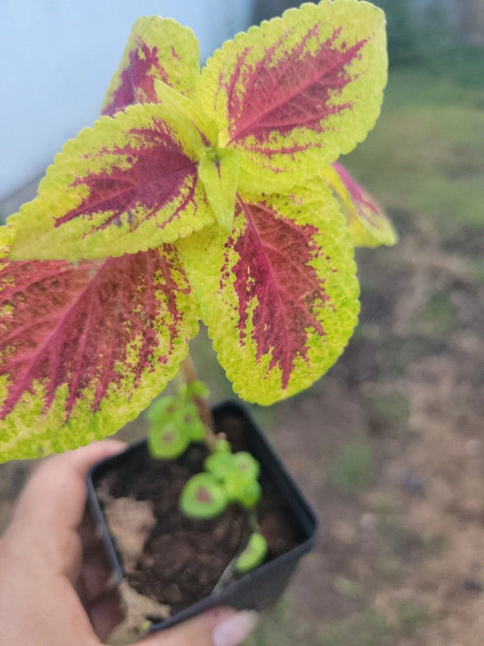 Coleus Live Plant 4" Pot Variegated Leaves (Solenostemon scutellarioides)