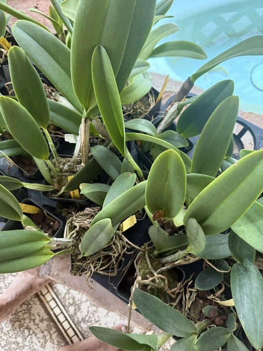 Cattleya Orchid Plant - 2 Stems, Bare Root, No Tag, Unique Surprise Variety, Perfect for Collectors